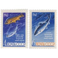  1962. СССР. 2645-2646. Рыбы. 2 марки, фото 1 