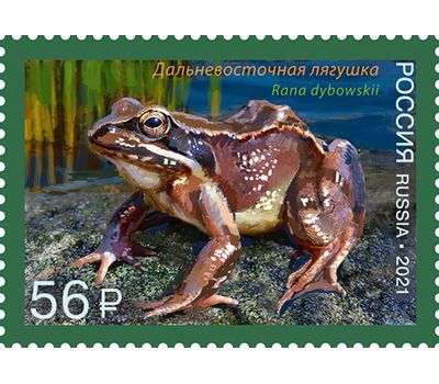  4 почтовые марки «Фауна России. Лягушки» 2021, фото 2 